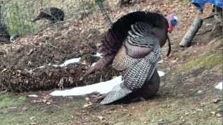 Wild Turkeys Mating March 25 2013 [upl. by Farwell]