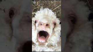 Funny Screaming Goat [upl. by Suirtemed]