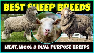 Best Sheep Breeds  Meat Wool and Dual Purpose Sheep Breeds [upl. by Chin]