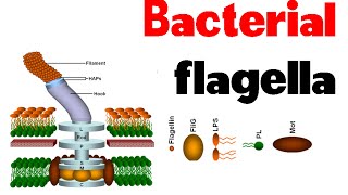 Bacterial flagella  structure and motility [upl. by Annaoi769]