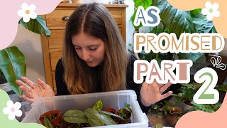 ✨PART 2  Propagation Box Tour  Repot  Propagate  Updates ✨ [upl. by Stanhope]