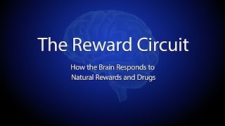 The Reward Circuit How the Brain Responds to Natural Rewards and Drugs [upl. by Nasia]