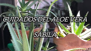 CUIDADOS DE LA SÁBILA ÁLOE VERÁ [upl. by Noiro48]