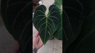 ANTHURIUM REGALE ECUADOR🔥 [upl. by Gareri]