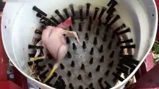 How to pluck a chicken in 14 seconds  Homemade Whizbang Chicken Plucker [upl. by Hildy]