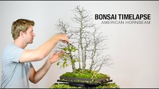 Bonsai Timelapse  American Hornbeam [upl. by Sykes]