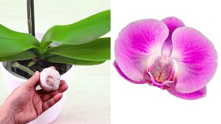 More flowers stronger orchids and no bugs just add this product to your water [upl. by Tisha290]