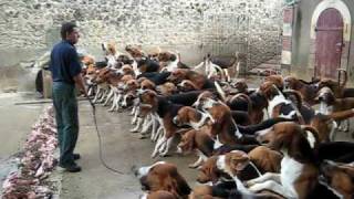 Crazy feeding frenzy with the hounds at Chateau Cheverny [upl. by Tnaryb]