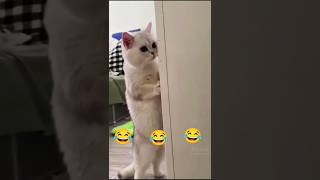 funny cats videos  cat tv  cat video for cat watch cat funny youtubeshorts shorts [upl. by Aihsit]