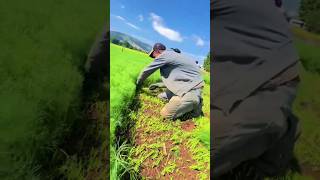 Harvesting 😍 tillage farming reels shorts satisfying [upl. by Jammie]