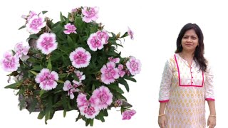 How to grow Dianthus from cutting in Bengali  Easy and challenging idea Dianthus plant propagation [upl. by Ogawa]