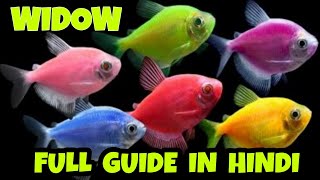 WIDOW TETRA AZ FULL GUIDE IN HINDI  WIDOW FISH BREEDING  WIDOW TETRA FISH BREEDING  BETTA FISH [upl. by Loretta12]