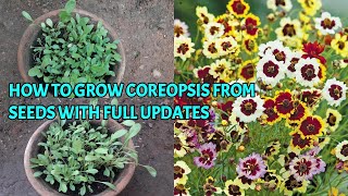 HOW TO GROW COREOPSIS FROM SEEDS WITH FULL UPDATES [upl. by Schechinger]