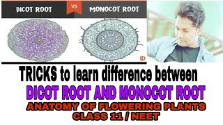 TRICKS TO LEARN DIFFERENCE BETWEEN DICOT ROOT AND MONOCOT ROOTANATOMY OF FLOWERING PLANTS TRICKS [upl. by Alodi]