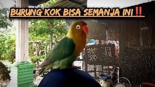 Burung kok bisa semanja ini⁉️lovebirdjinak [upl. by Cathryn]