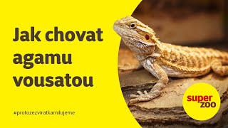 Jak chovat agamu vousatou  Super zoo [upl. by Tumer]