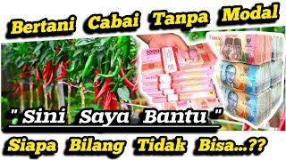 🔴 Peluang Usaha Bisnis Pertanian Cabai Rawit Tanpa Modal‼️Cara Hitung Budidaya Cabai Untuk Pemula ✅ [upl. by Haseefan]