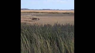 Pinkie and Great Salt Marsh [upl. by Mussman]