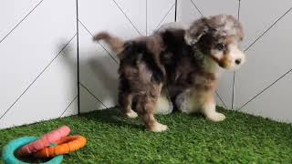 Bernedoodle Puppy Holly SD 480p [upl. by Enecnarf247]