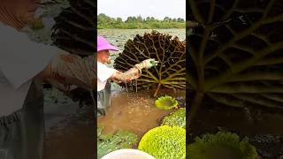 Beautiful natural Gorgon harvest Prickly water lily seeds short youtubeshorts [upl. by Hiett]