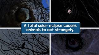 What You Need to Know About Solar Eclipses  STEM Video for Kids [upl. by Asital]