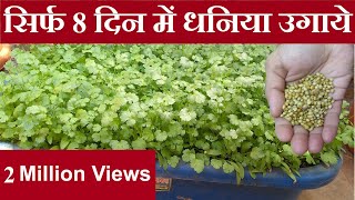 सिर्फ 8 दिन में घर पे उगाये धनिया  Grow organic coriander at home quickly [upl. by Ardnassela]