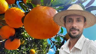 Jeito facil de fazer enxertia em citrosponkan laranja limão taititangerina murcoteagricultura [upl. by Fonz]