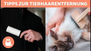 So entfernst du HUNDE und KATZENHAARE aus der Kleidung 🐶🐱  8 wirksame Tricks ✅ [upl. by Ardnod954]