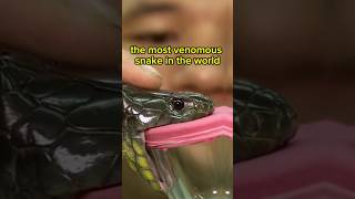 the deadliest snake in the world snake animalworld animals poisonoussnake [upl. by Nimrahc716]