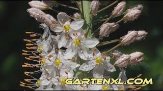 Riesensteppenkerze Eremurus Robustus Blüte [upl. by Sirapal]