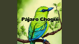 Pájaro Chogüi [upl. by Aztiram]