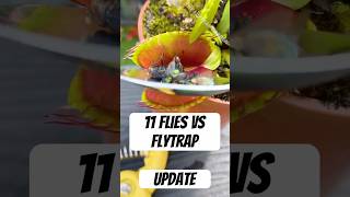 How Many Flies Can a Venus Flytrap Eat  Update [upl. by Oriana]