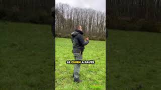 Le quotPAS BOUGERquot  Voici une ERREUR à ne plus faire  educationcanine chien formationpro [upl. by Linson]