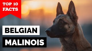 Belgian Malinois  Top 10 Facts [upl. by Gowrie]