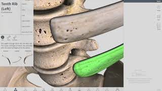 Joints of Thorax  Thorax part 3 Anatomy [upl. by Tnaryb388]