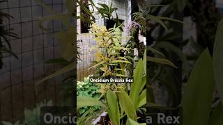 Anggrek Oncidium Brassia Rex anggrek anggrekonline anggrekmurah [upl. by Laurin]