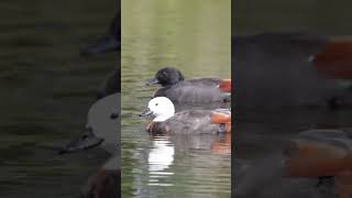 A paradise shelduck couple in New Zealand birds wildlife newzealand birdwatching newzealnd [upl. by Hayalat866]