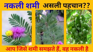 नकली शमी की असली पहचान  Shami ka ped  Shami plant  वीरतरू  Nakli shami  Vibrant ayurveda [upl. by Paulson]