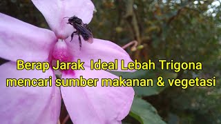 Berapa jarak lebah trigona mencari makan amp sumber vegetasi ⁉️ lebahtrigona bee [upl. by Jorin]