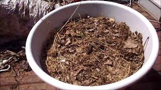 Growing Ancient Einkorn Wheat  Week 5 [upl. by Elaval]