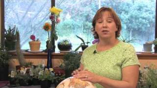 Flower Gardening Tips  How to Grow Nicotiana [upl. by Ynnej]