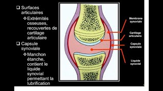 Anatomie du système locomoteur  Arthrologie [upl. by Lamb]