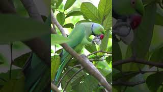 Roseringed parakeet  മോതിര തത്ത  Kerala bird species [upl. by Nyladnek925]