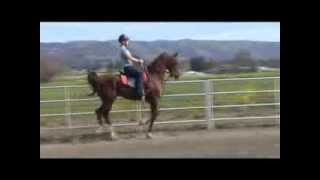 Horse Riding Lesson Saddleseat Saddlebred [upl. by Jaymee]