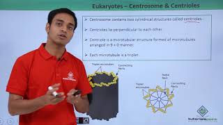 Class 11th  Eukaryotes  Centrosome and Centrioles  Cell The unit of Life  Tutorials Point [upl. by Ahsaeyt]