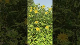 Helianthus Lemon Queen in the Garden [upl. by Rubbico393]