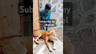 cute dog status video funny comedy dog shots funnyanimals viralshorts trendingabubakar178 [upl. by Isborne76]