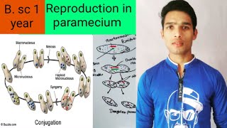 Conjugation in paramecium [upl. by Aihsekin]