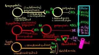 Schneid Guide to Autonomic Nervous System Anatomy and Neurotransmission [upl. by Olwena]