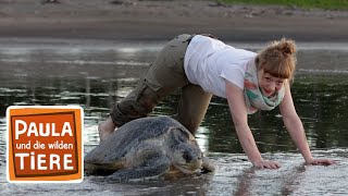 Wie Schildkröten Eier legen  Reportage für Kinder  Paula und die wilden Tiere [upl. by Ococ]